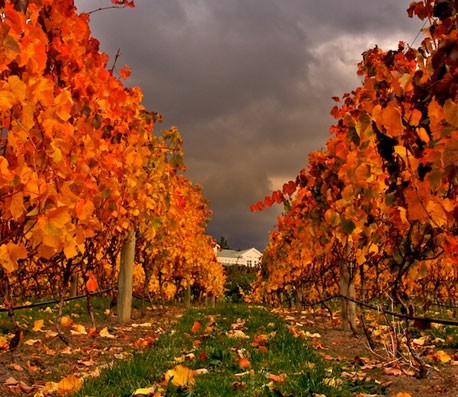 无限循环呼叫电话软件